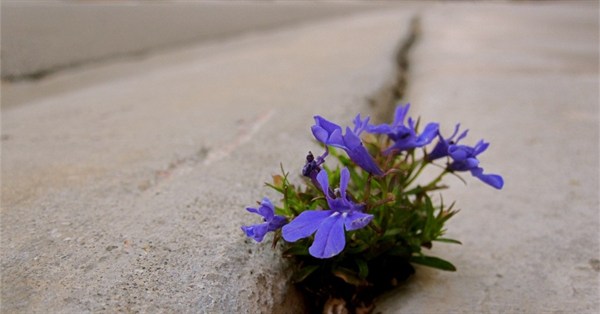 Flower Growing In Road