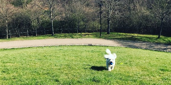 Dog In Park